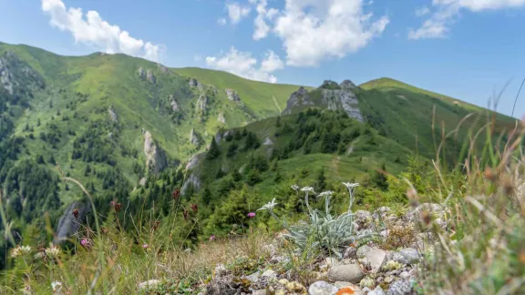 În căutarea florilor-de-colț ale Ciucașului, Merinito