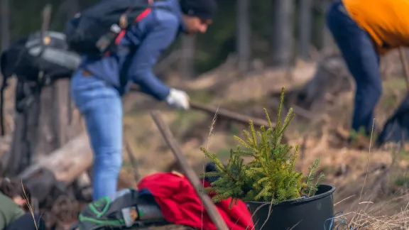 Împădurire Parcul Natural Apuseni - Ponor (sesiunea 2)