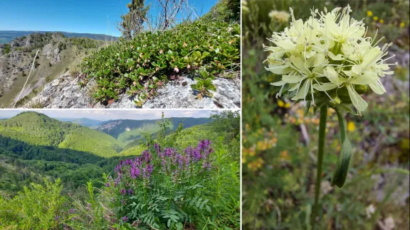 Excursie botanică în Rezervația Naturală Scărița-Belioara