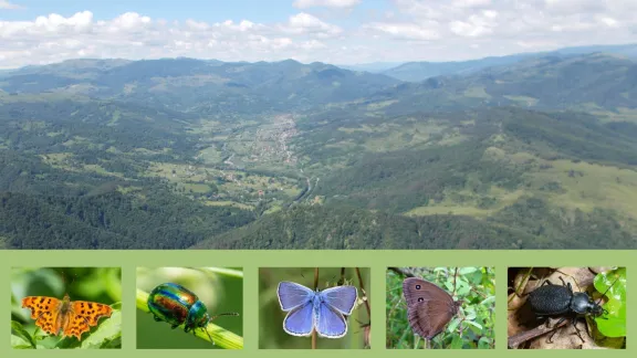 Nestematele naturii: Excursie entomologică pe Platoul Bedeleu 