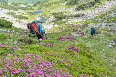 Drumeție la rhododendron, UMT Software