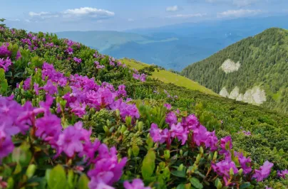 La Rhododendron în Munții Ciucaș