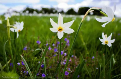 Vremea narciselor