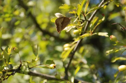 Drumeție si fotografie in Ținutul fluturelui albastru