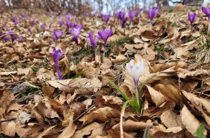 Trascau - drumetie pe dealurile vaii Galdita