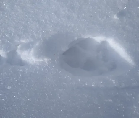 Urme pe zăpadă - Drumeție de o zi pe urmele animalelor sălbatice în Buscat