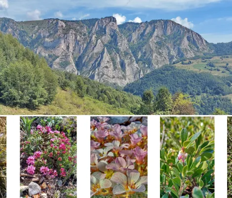 Excursie botanică în Rezervația Naturală Scărița-Belioara - aspecte de primăvară