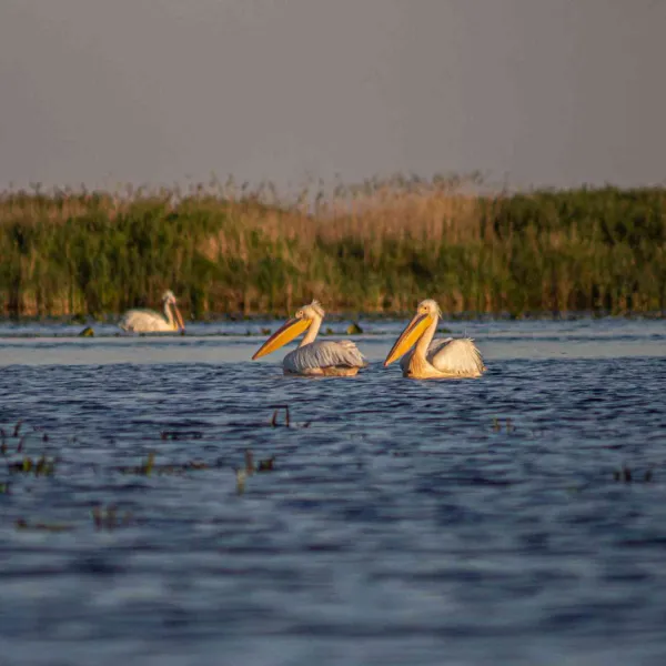 Cu caiacul în Delta Dunării