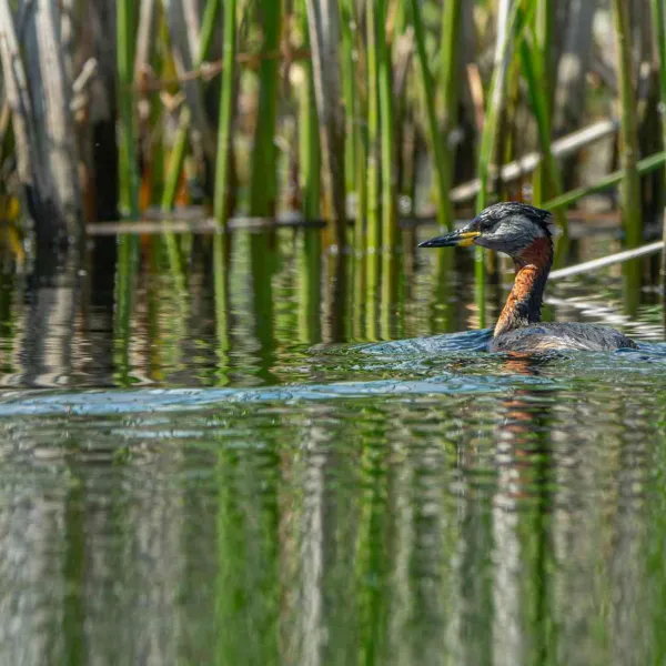 Cu caiacul în Delta Dunării