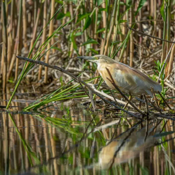 Cu caiacul în Delta Dunării