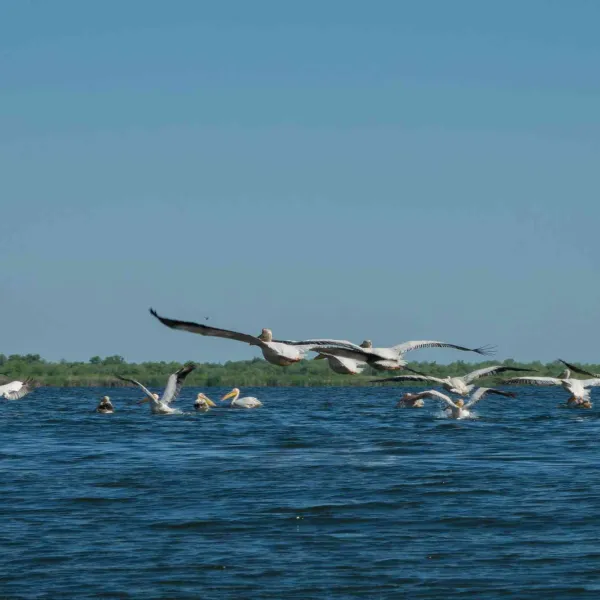 Cu caiacul în Delta Dunării