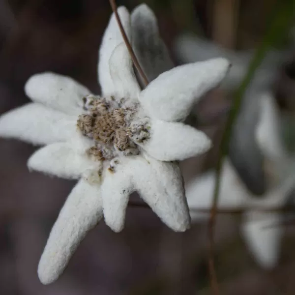 Ciucas, la flori de colt