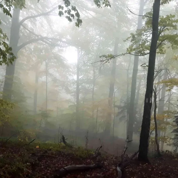 Foggy
