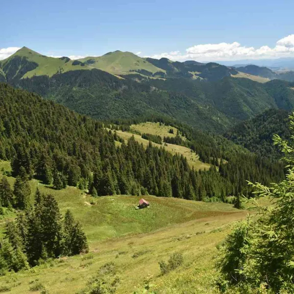Rodnei