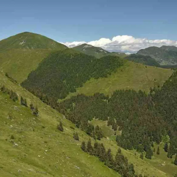 Rodnei