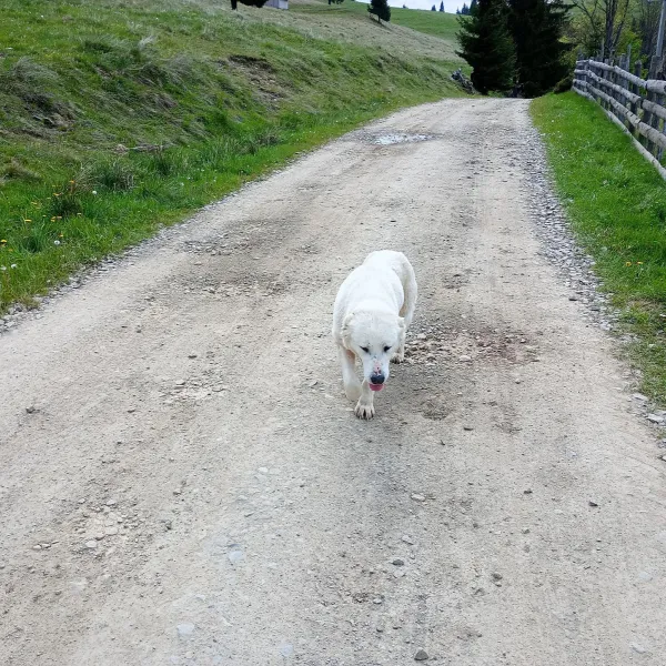 Albinuța