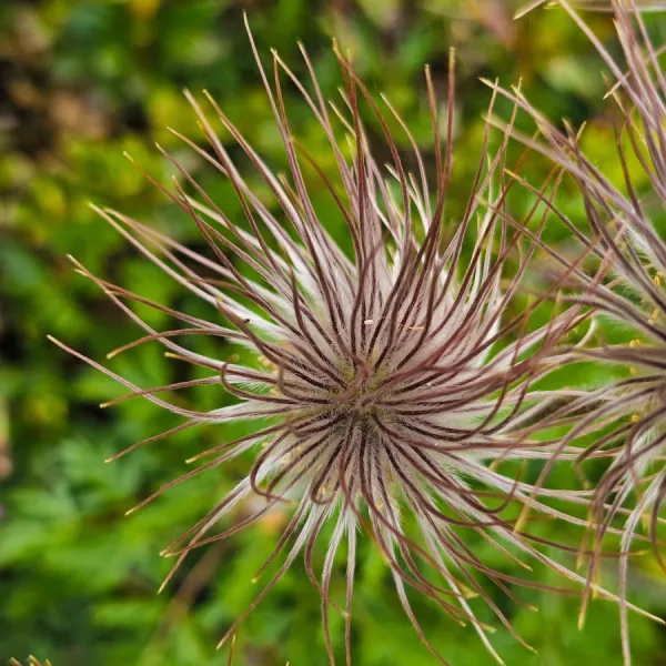 Creasta Capatanii