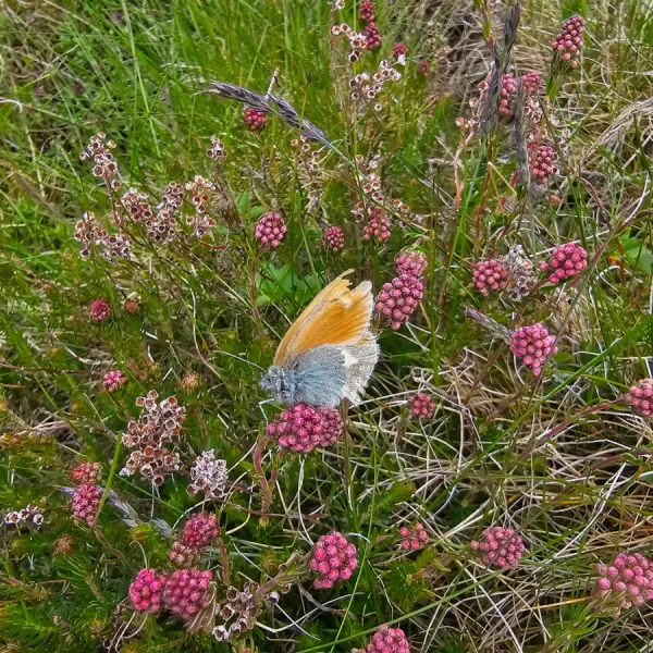 Creasta Capatanii