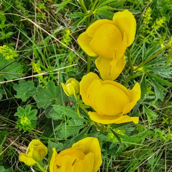 Creasta Capatanii