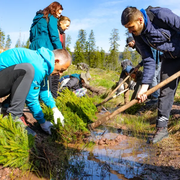 puietii trebuie tinuti cu radacinile in apa sau namol pana la plantare