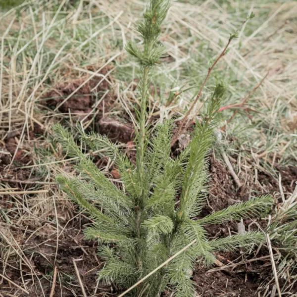 pui de arbore