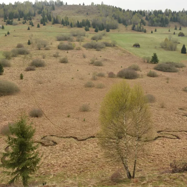 Valea Tisa