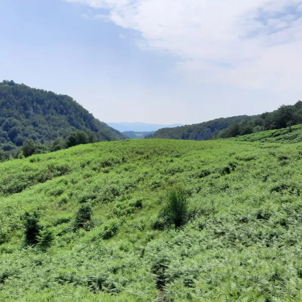 Valea Lazuri