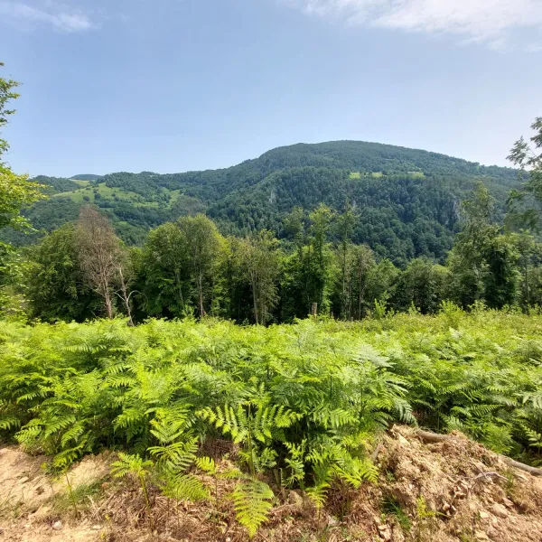 Valea Lazuri 3