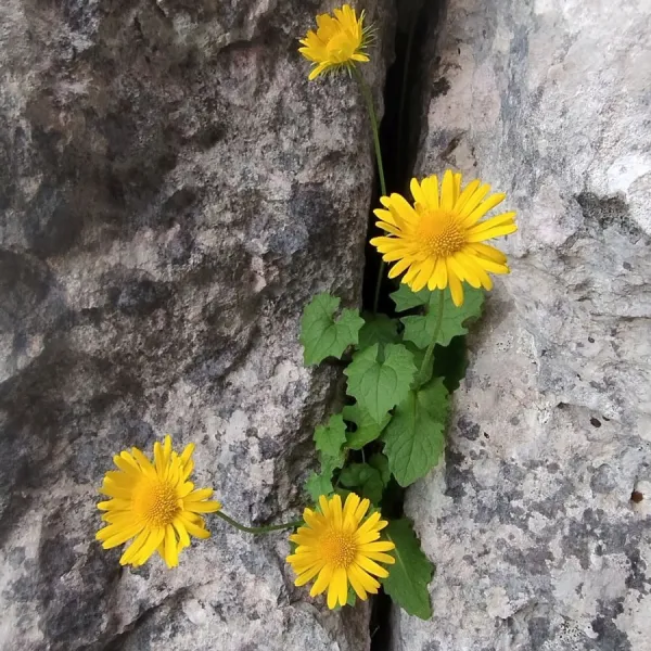 Piatra Craiului
