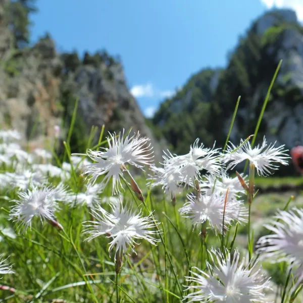 Piatra Craiului